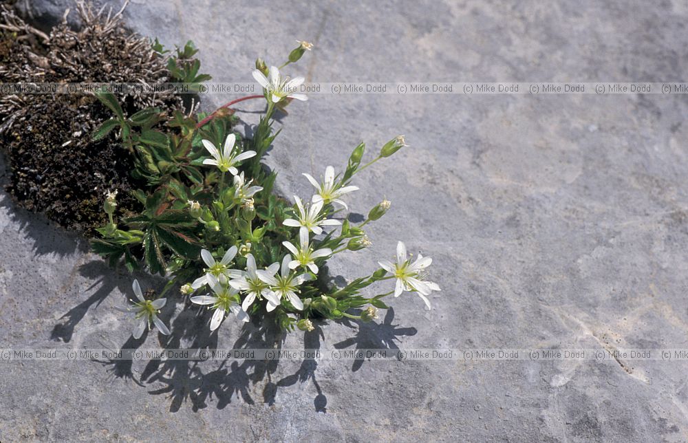 Arenaria grandiflora Large-flowered Sandwort Picos de Europa