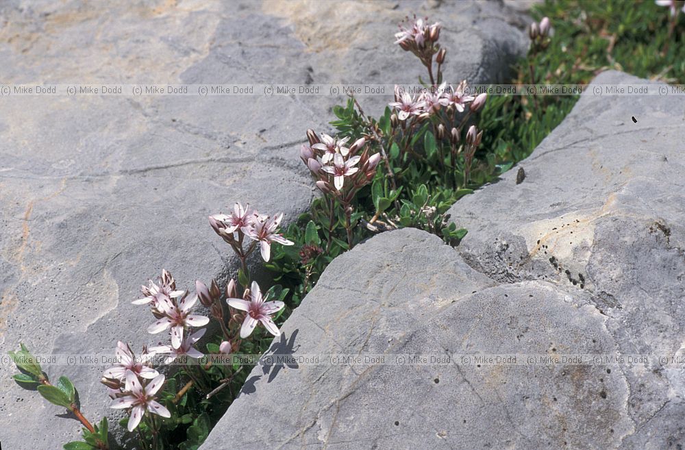 Arenaria purpurascens pink sandwort Picos de Europa