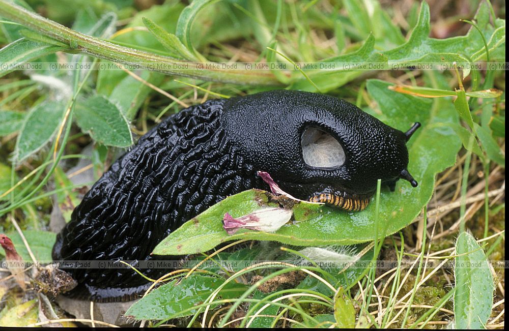 Arion ater slug Picos de Europa