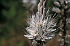 Asphodelus albus White asphodel Picos de Europa