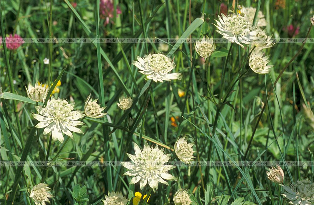 Astrantia major mountain sanicle Picos de Europa