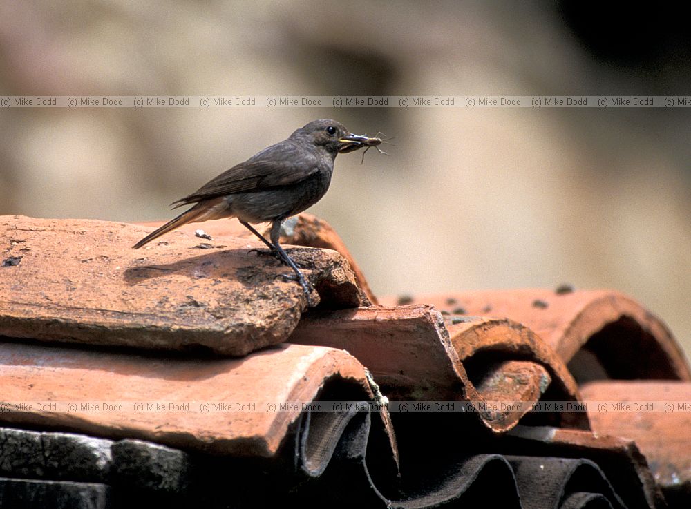 Black redstart with grasshopper in beak Picos de Europa