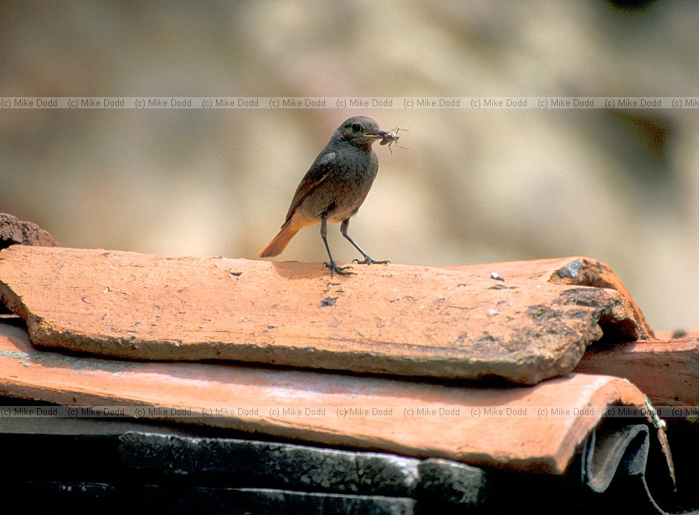 Black redstart with grasshopper in beak Picos de Europa