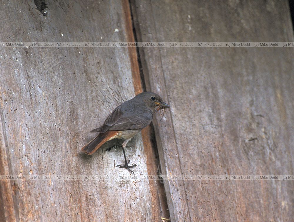 Black redstart in barn at San Pedro de Boya village Picos de Europa