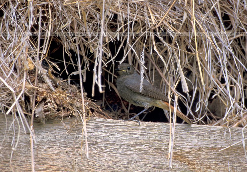 Black redstart in barn at San Pedro de Boya village Picos de Europa