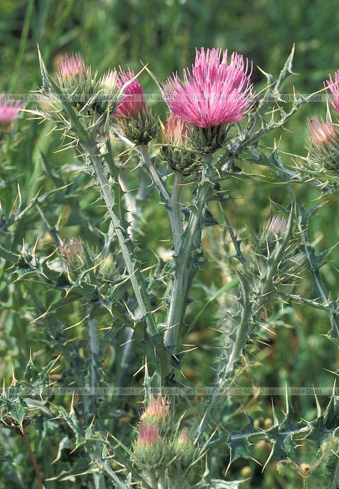 Carduus pycnocephalis Picos de Europa