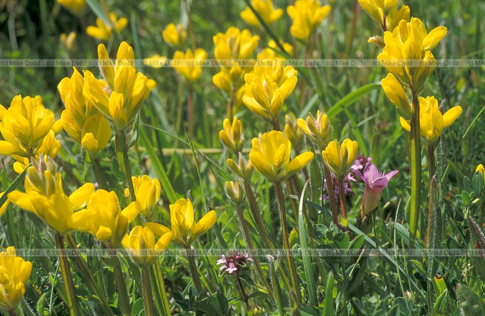 Chamaespartium sagittale Winged greenweed Picos de Europa