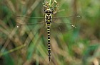Cordulegaster dragonfly note different to golden ringed species (C. boltonii) from UK