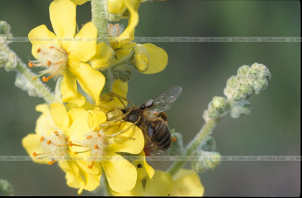 crab spider with bee on verbascum Picos de Europa