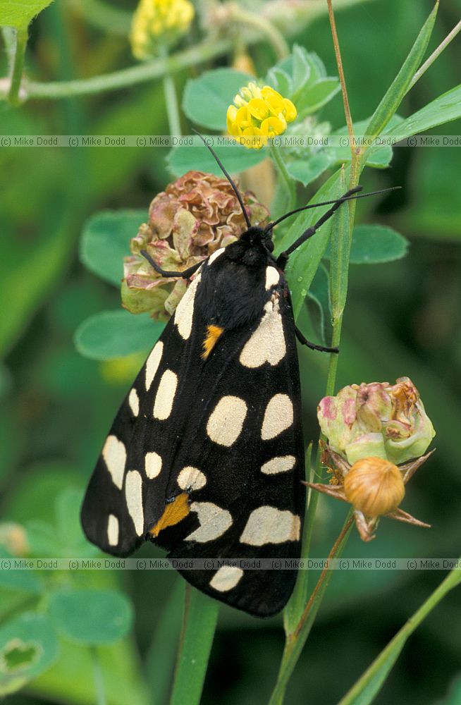 cream spot tiger moth Picos de Europa