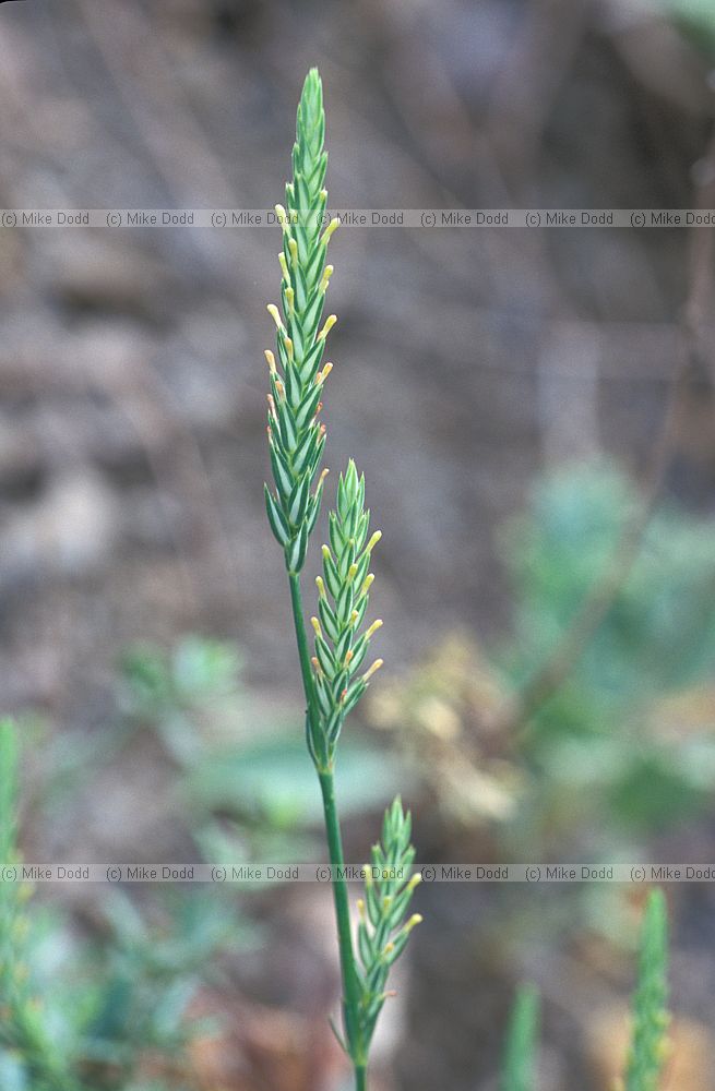 Crucianella (latifolia?) Picos de Europa