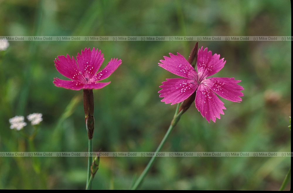 Dianthus sp. Picos de Europa