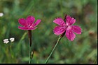 Dianthus sp. Picos de Europa