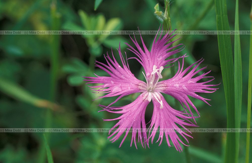 Dianthus sp. Picos de Europa