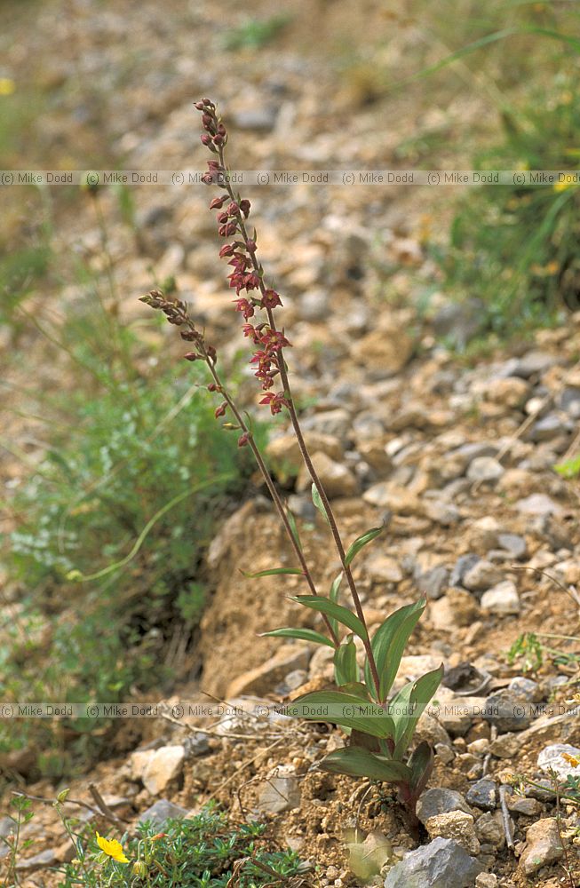 Epipactis atrorubens Dark-red Helleborine Picos de Europa