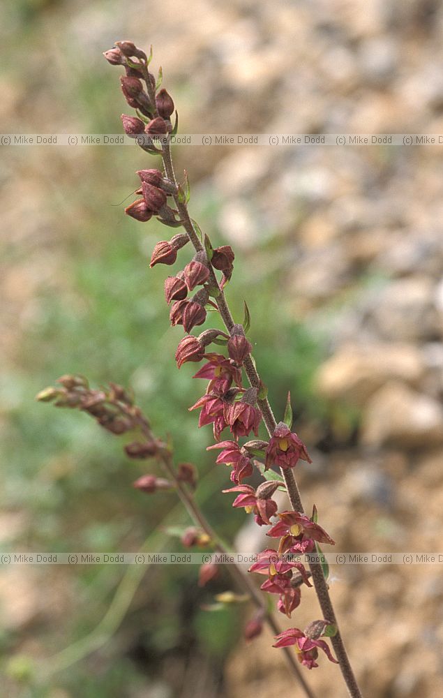 Epipactis atrorubens Dark-red Helleborine Picos de Europa