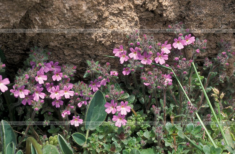 Erinus alpinus Fairy foxglove Picos de Europa