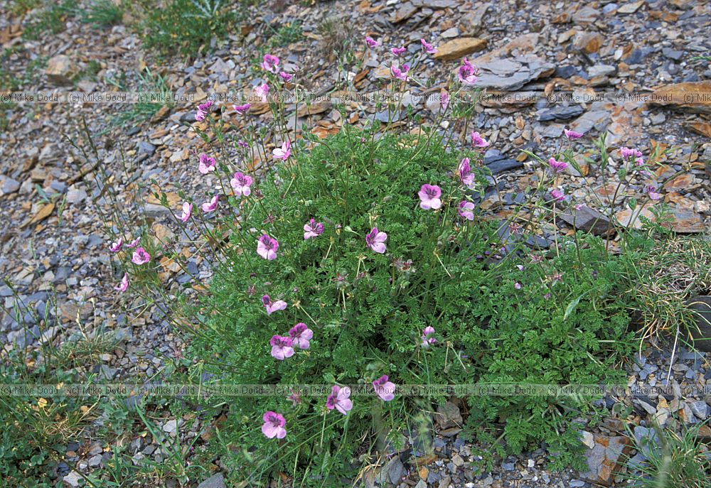 Erodium patreum rock storksbill Picos de Europa