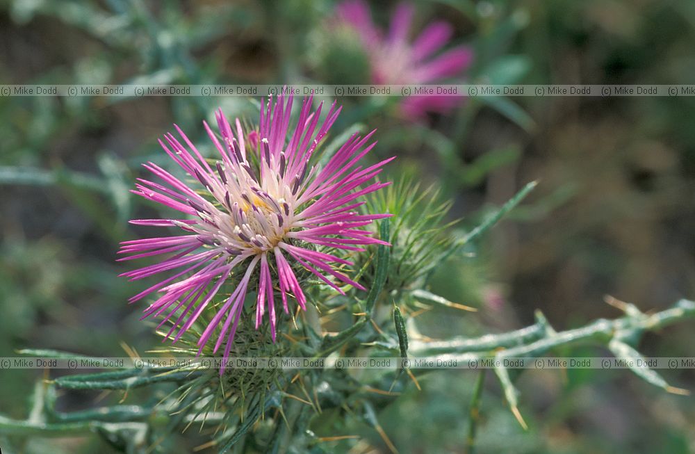 Galactites tomentosa Galactites Picos de Europa