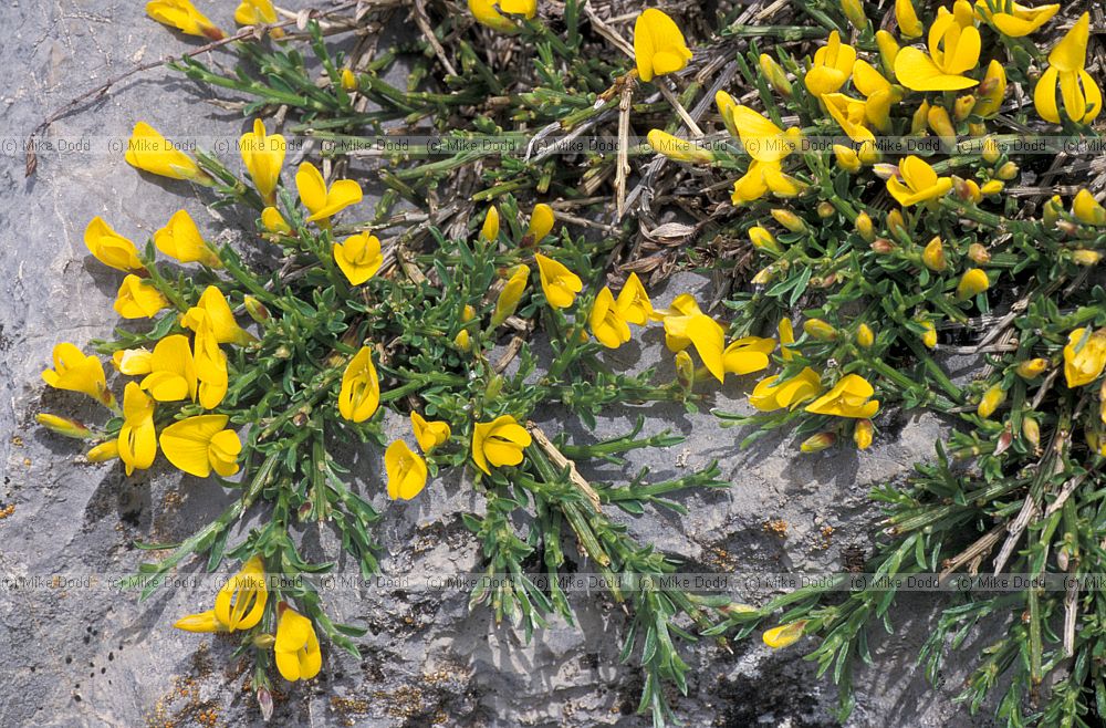 Cytisus sp Picos de Europa