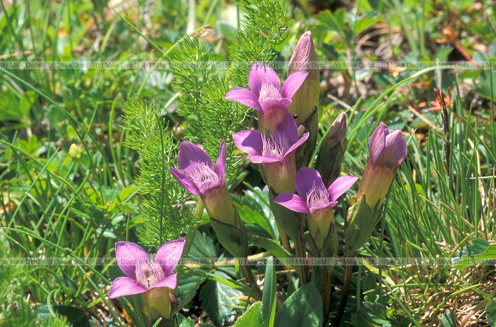 Gentianella sp Picos de Europa