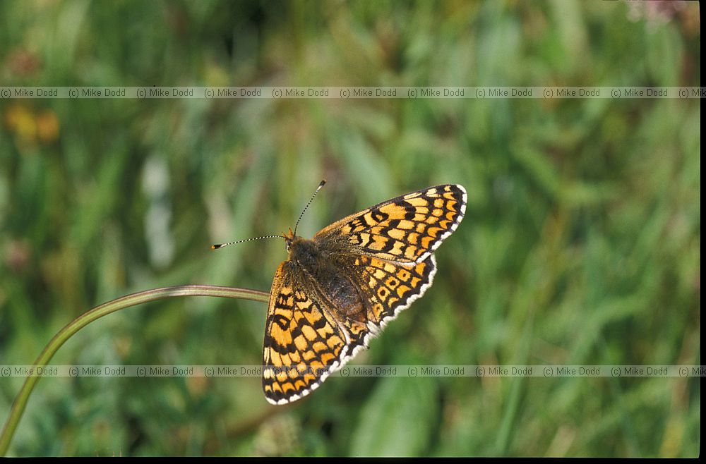 Glanville fritillary Picos de Europa