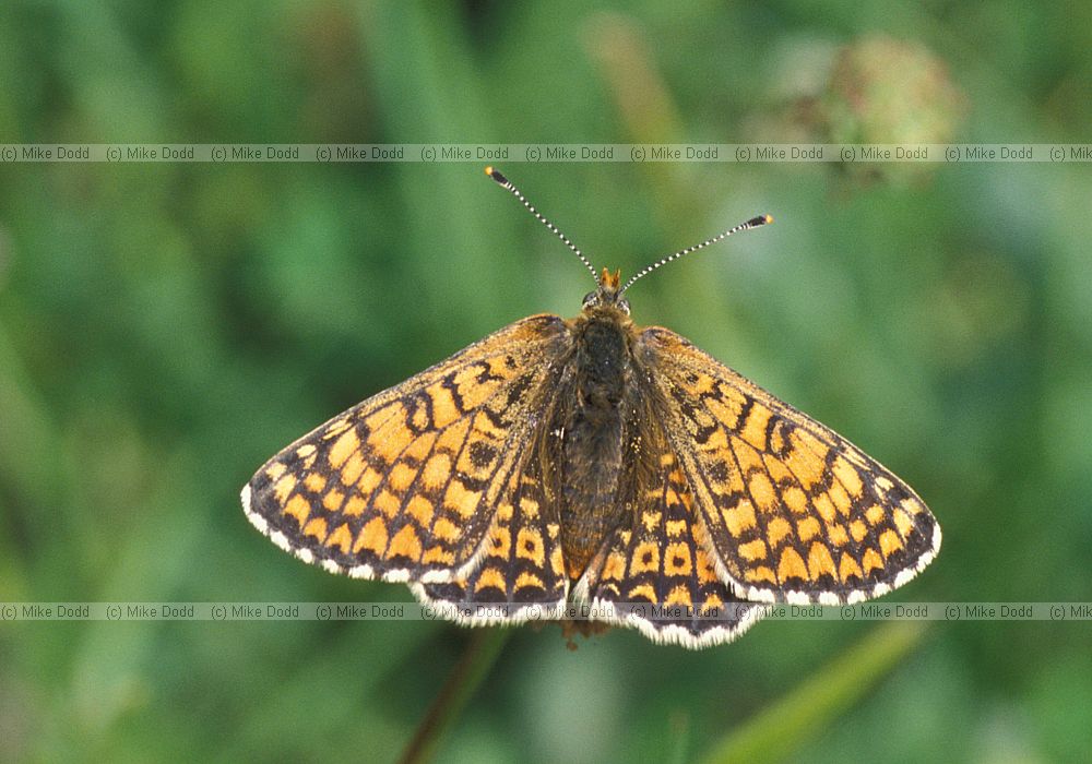 Glanville fritillary Picos de Europa