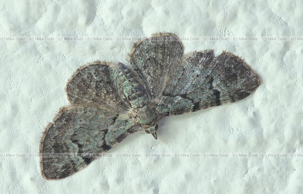 Green pug moth Picos de Europa