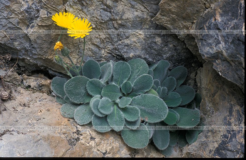 Hieracium mixtum