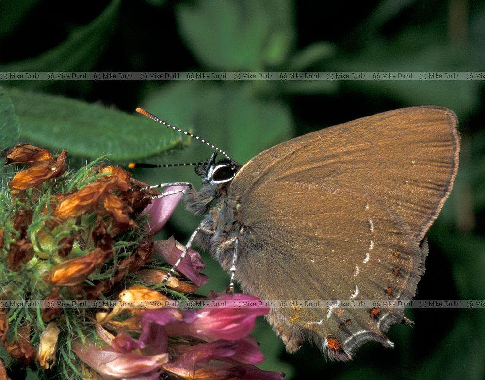 Ilex hairstreak possibly Picos de Europa