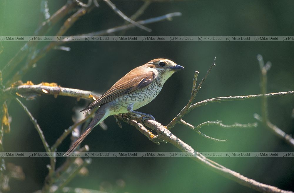 Immature red backed shrike Picos de Europa