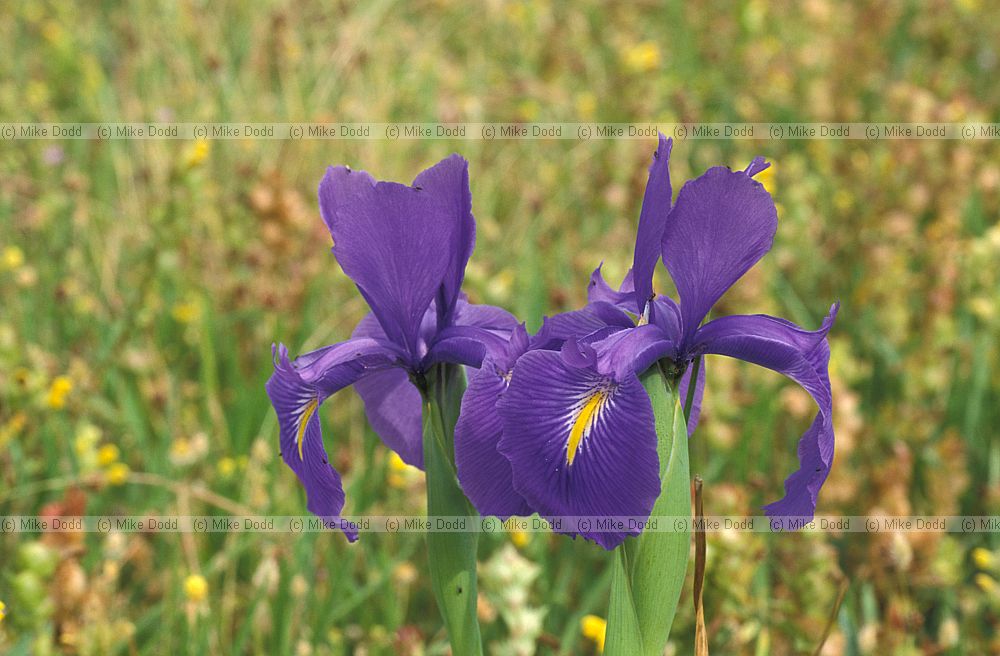 Iris latifolia English Iris Picos de Europa