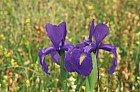 Iris latifolia English Iris Picos de Europa