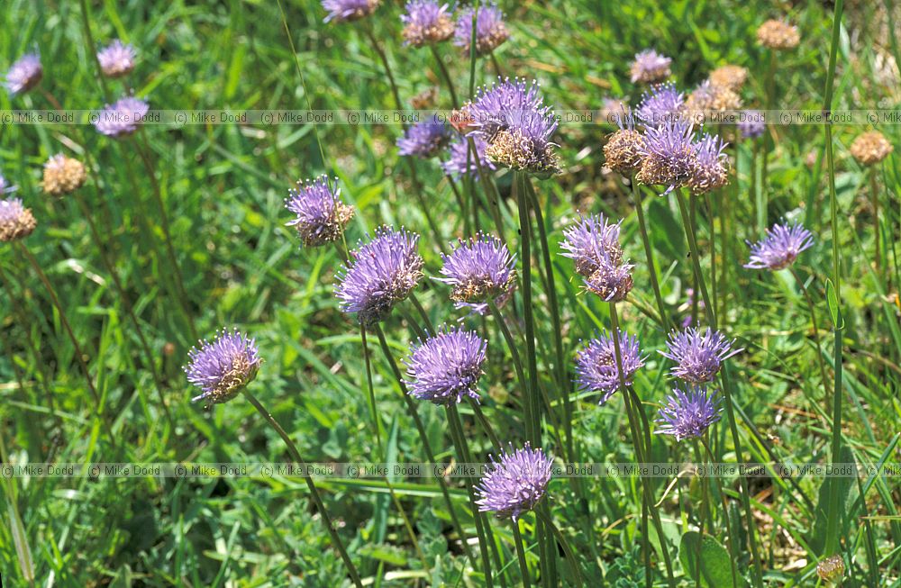 Jasione sp Sheepsbit Picos de Europa