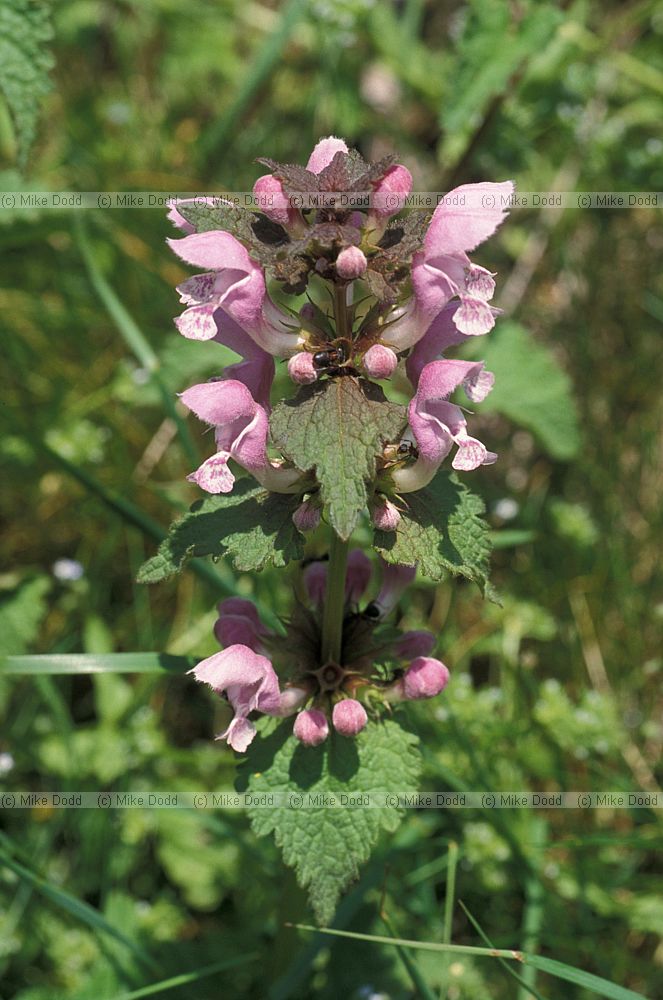 Lamium sp Picos de Europa