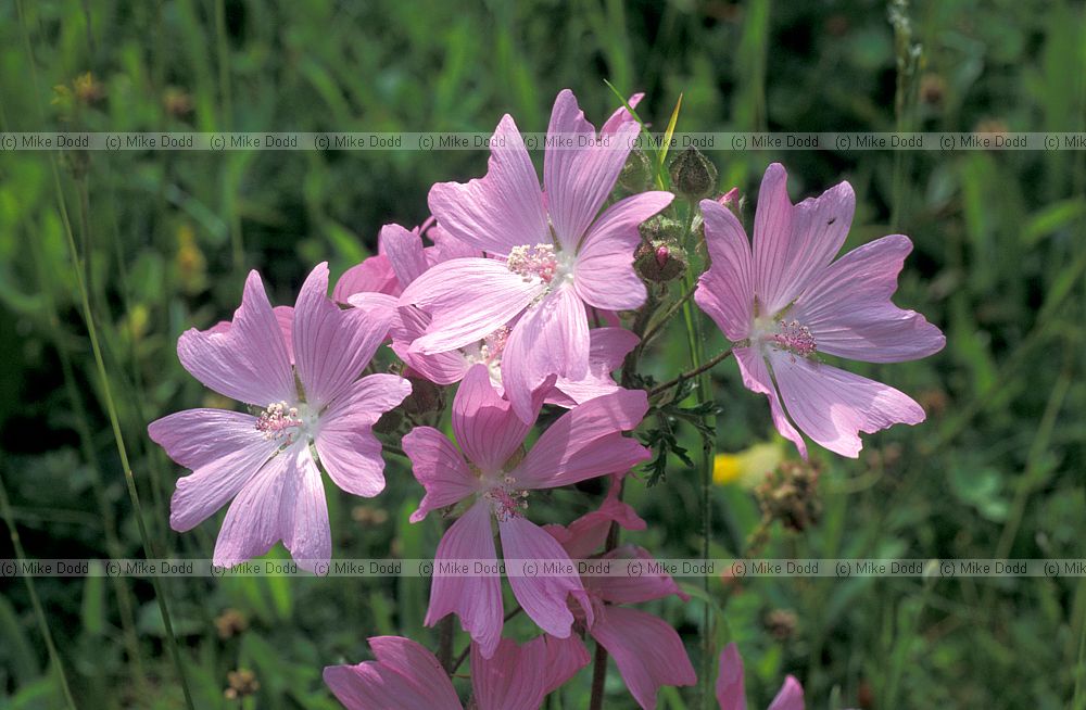 Malva moschata musk mallow Picos de Europa