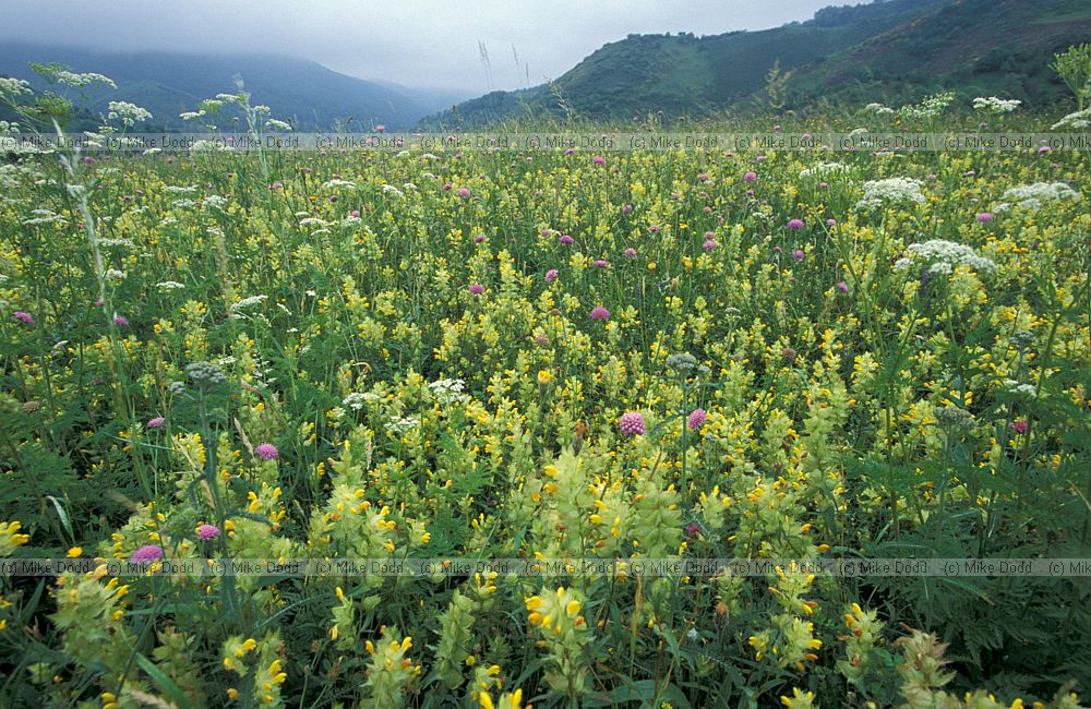 Meadow with Rhinanthus yellow rattle Picos de Europa