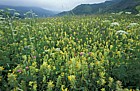Meadow with Rhinanthus yellow rattle Picos de Europa