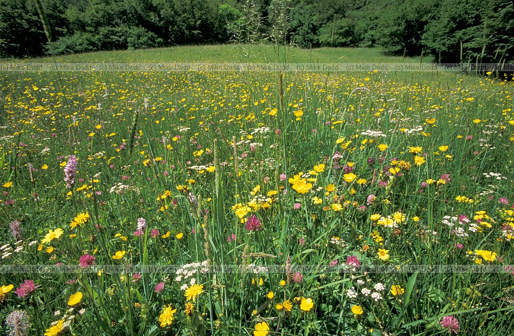 Meadow Fuente De Picos de Europa