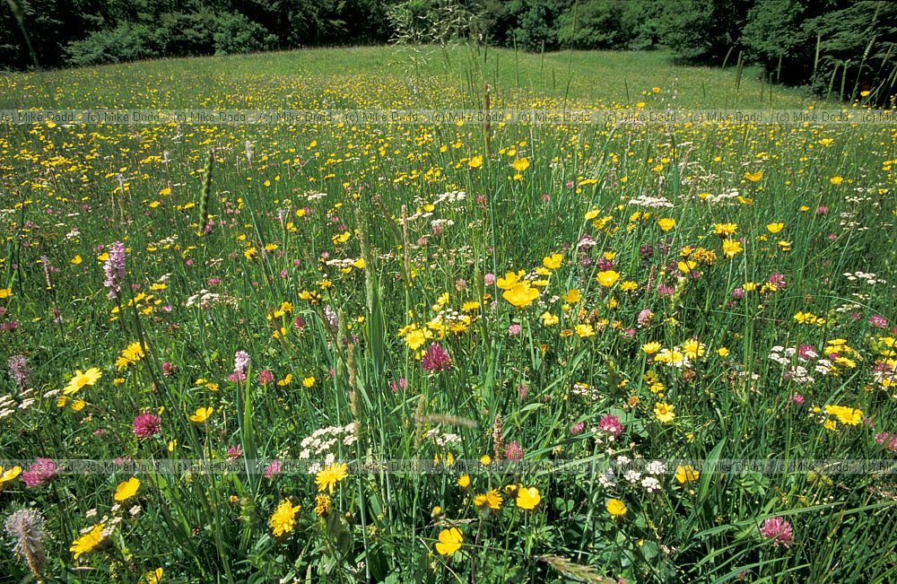 Meadow Fuente De Picos de Europa