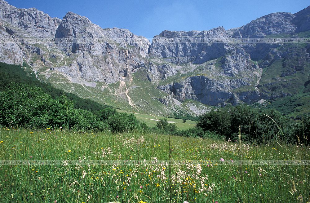 Meadow Fuente De Picos de Europa