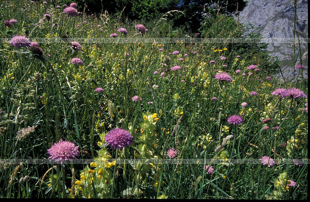 Meadow Fuente De Picos de Europa