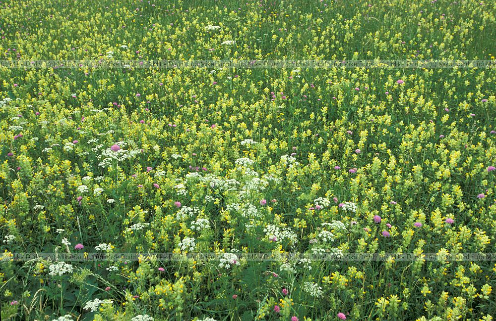 Meadow with Rhinanthus Yellow Rattle Picos de Europa