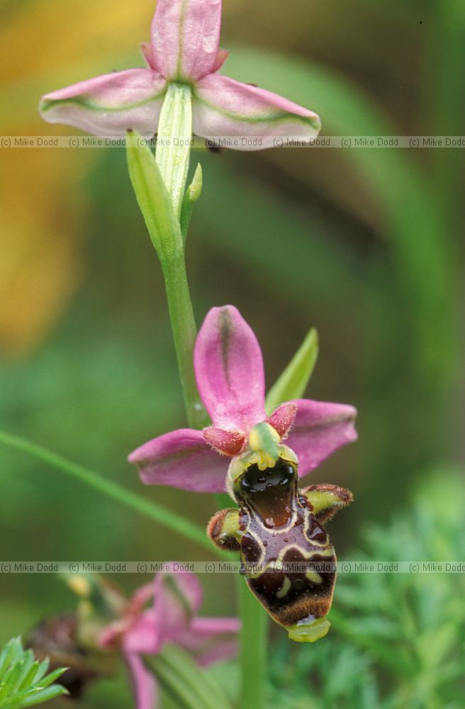 Ophrys scolopax Woodcock orchid Picos de Europa