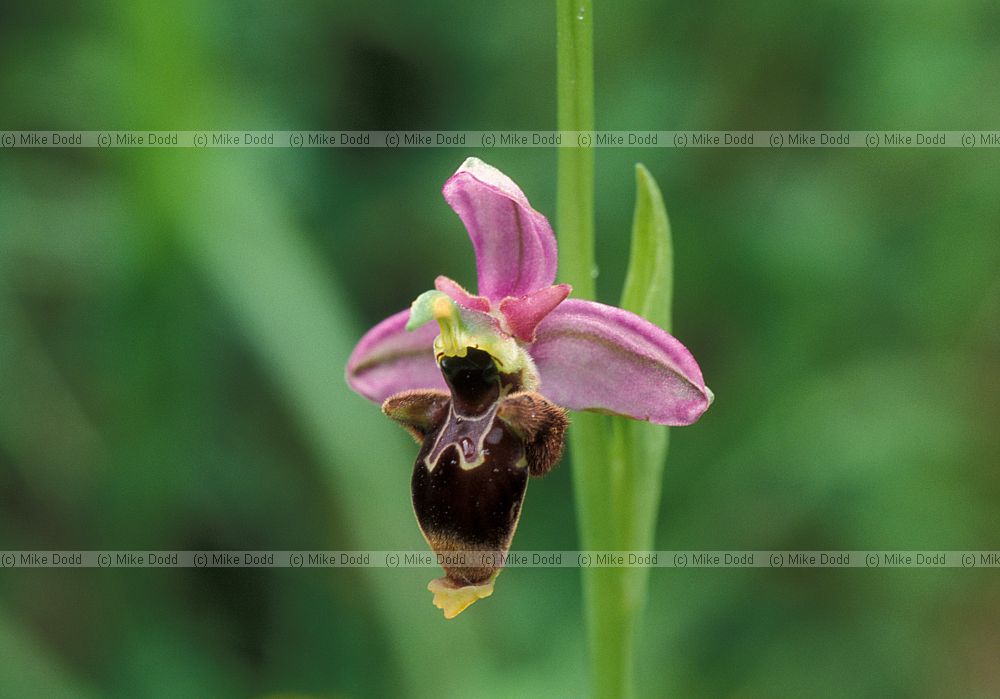 Ophrys scolopax Woodcock orchid Picos de Europa