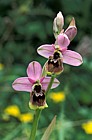 Ophrys tenthredinifera Sawfly orchid Picos de Europa