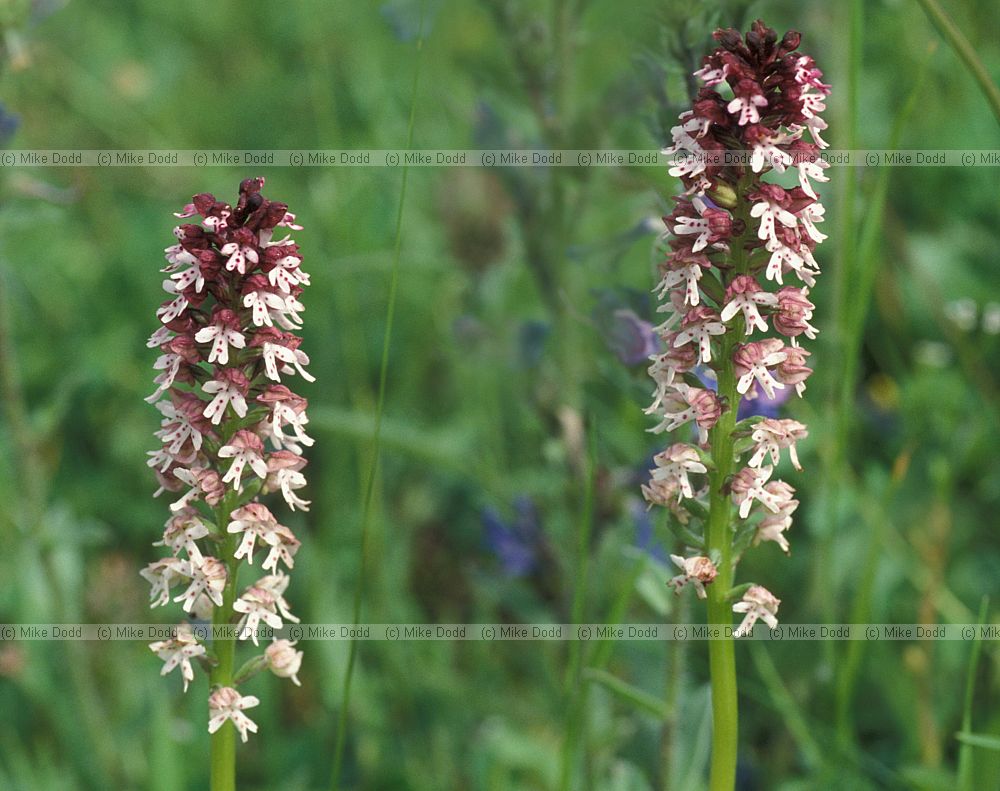 Orchis ustulata Burnt-tip orchid Picos de Europa