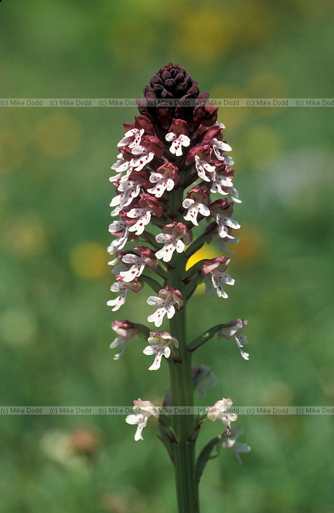 Orchis ustulata Burnt-tip orchid Picos de Europa