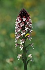 Orchis ustulata Burnt-tip orchid Picos de Europa