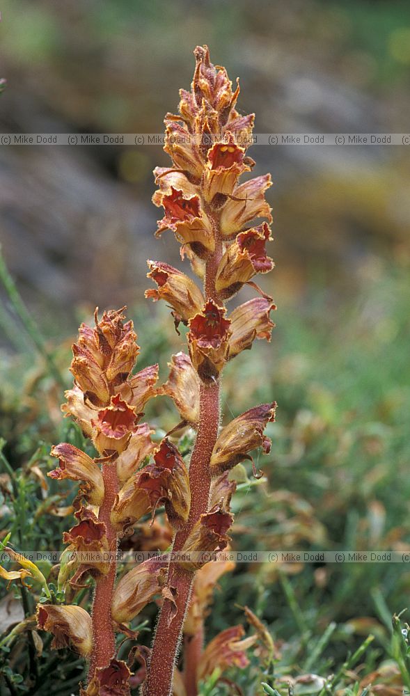 Orobanche gracilis Slender broomrape Picos de Europa